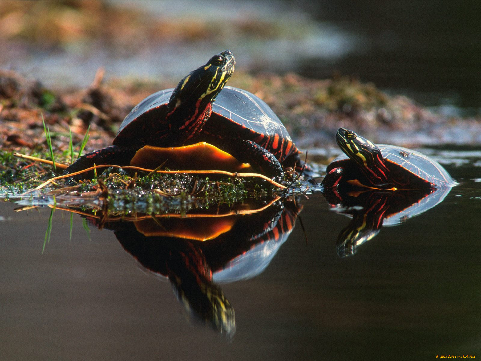 family, bond, turtles, , 